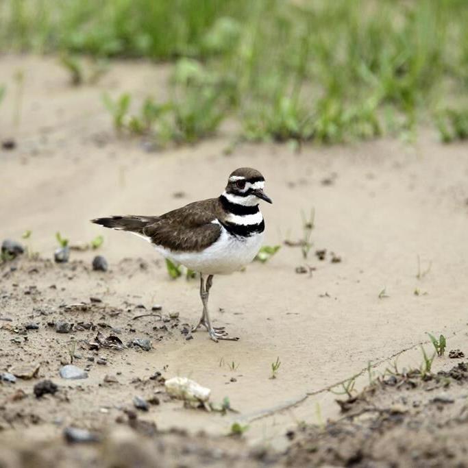 Who's that singing? As fall migration arrives, apps that ID birds by sound have taken off